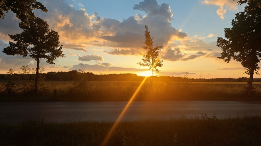Sun setting behind a young tree beside a country road